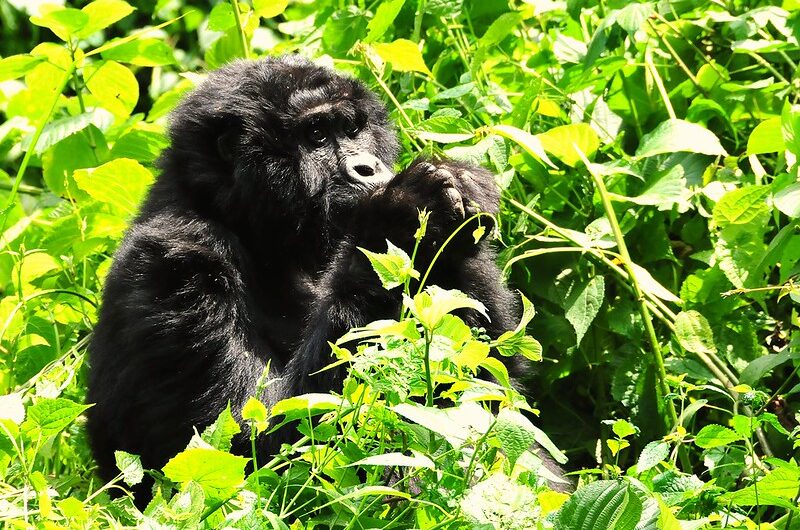 Kahungye Gorilla Family