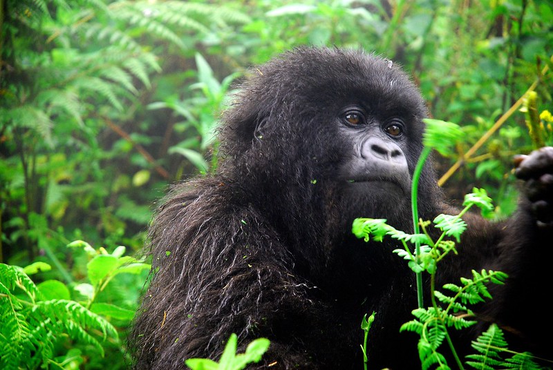 Karisimbi Gorilla Group (Susa B)