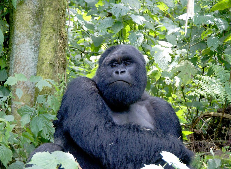 Kwitonda Gorilla Group