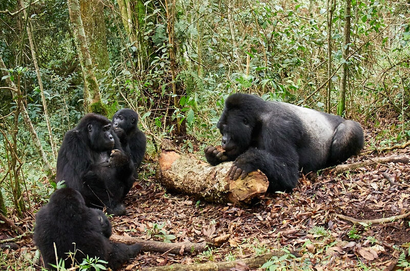 Kyaguriro Gorilla Group