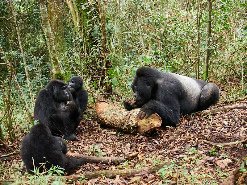 Kyaguriro Gorilla Group