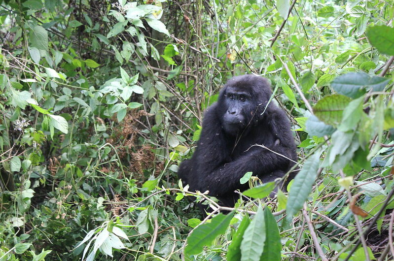 List of Mountain Gorilla Families in Uganda