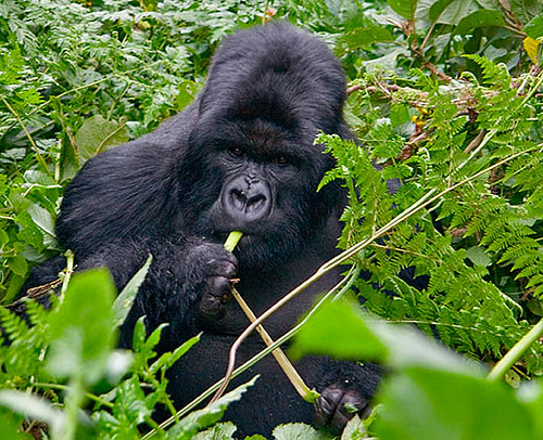 Luxury Gorilla Trekking Rwanda & Uganda