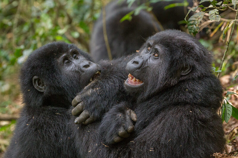 Main threats to Mountain Gorillas