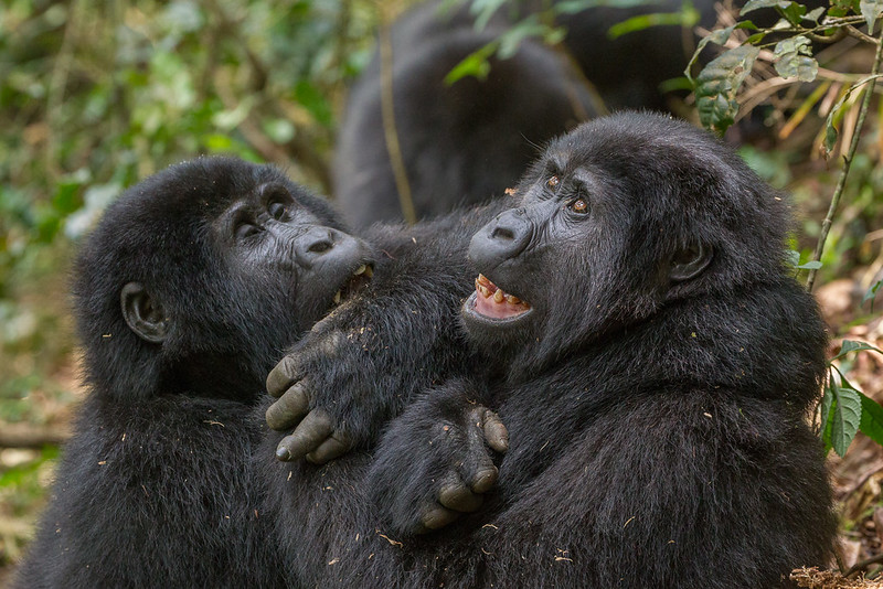 Main threats to Mountain Gorillas