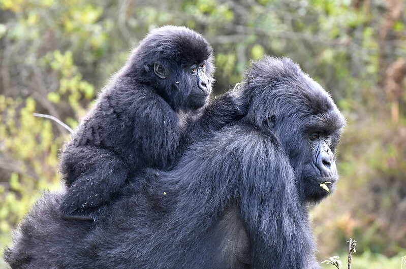 Major Activity Done in Mgahinga Gorilla National Park