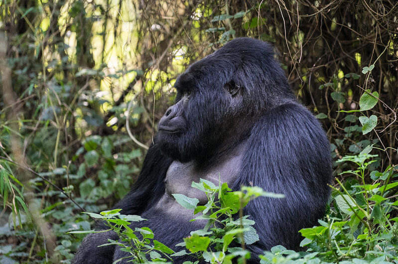 Mgahinga National Park - Mgahinga Gorilla National park- ”Where Silver Meets Gold”