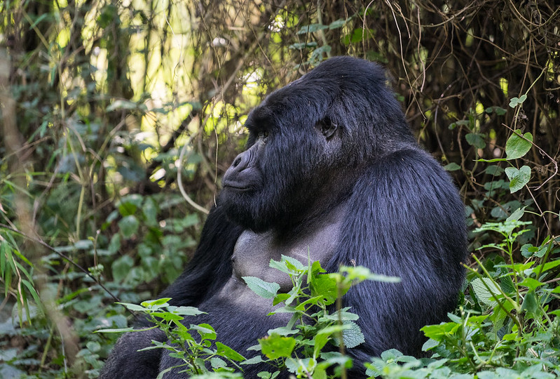 Mgahinga National Park - Mgahinga Gorilla National park- ”Where Silver Meets Gold”