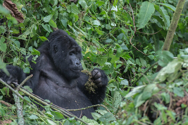 Mishaya Gorilla Group