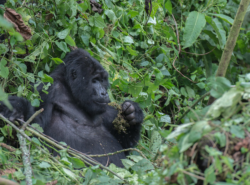 Mishaya Gorilla Group