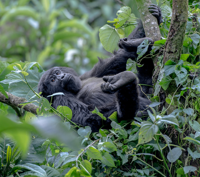 Mishaya Gorilla Group