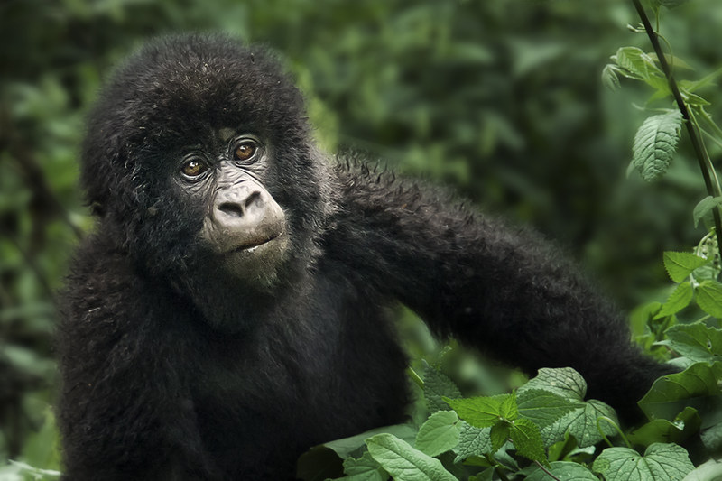 Mount Mgahinga Gorilla National Park Uganda.