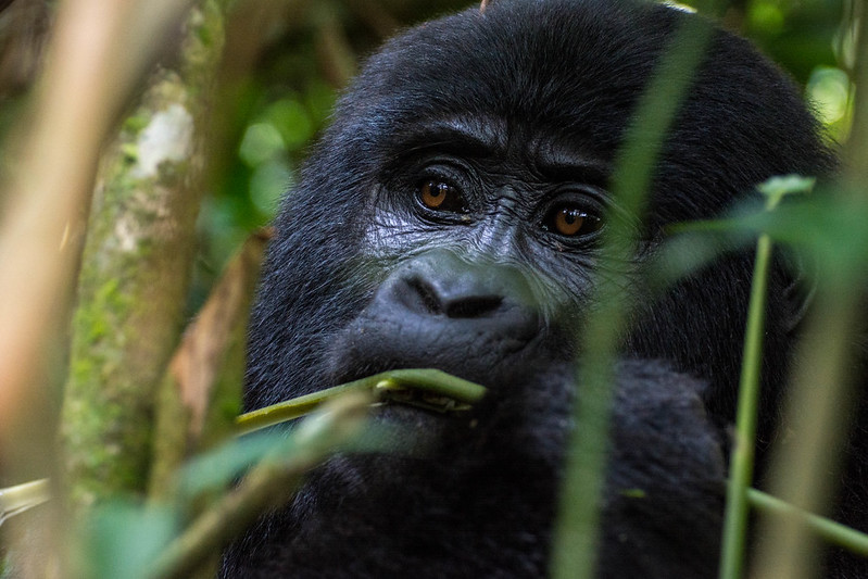 Mountain Gorilla Conservation in Uganda