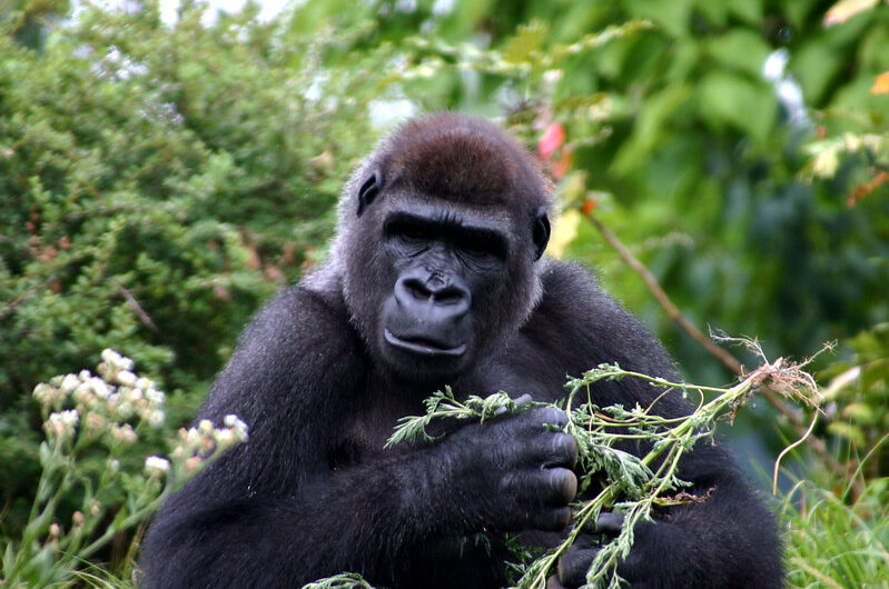 Mountain Gorilla Families of Uganda, The Habituated Gorilla Groups.