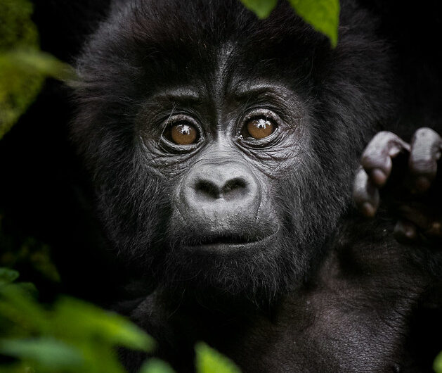 Mountain Gorillas Facts – Lifespan, Diet, Habitat & Endangered Status.