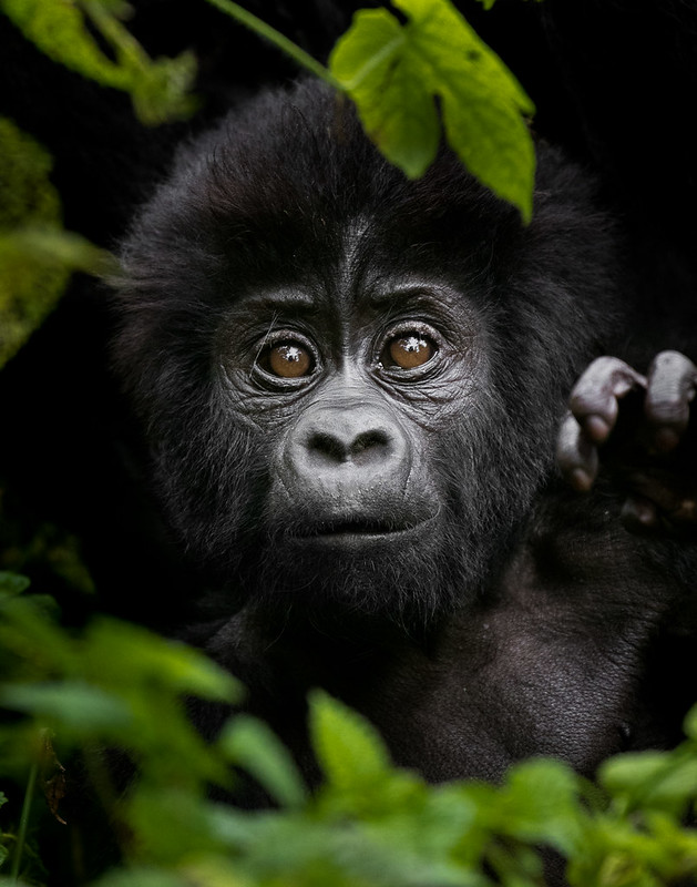 Mountain Gorillas Facts – Lifespan, Diet, Habitat & Endangered Status.