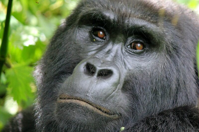 Mountain Gorillas in Bwindi