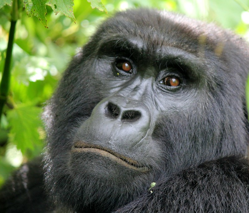 Mountain Gorillas in Bwindi