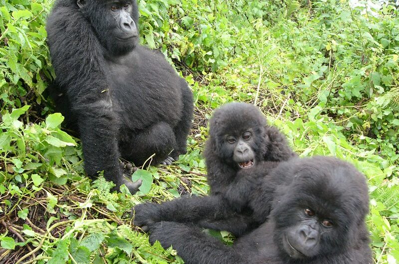 Mountain Gorillas in Rwanda Move to Uganda - Mountain Gorillas in Volcanoes Move to Mgahinga National Park.