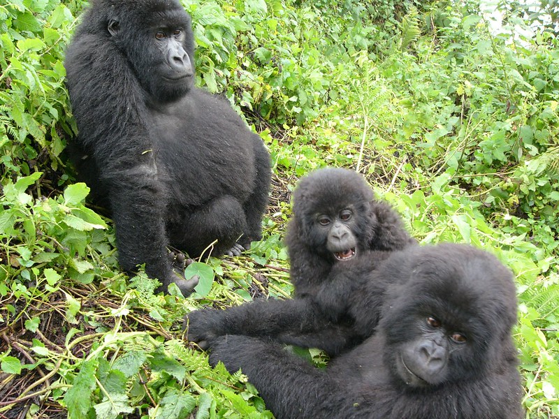 Mountain Gorillas in Rwanda Move to Uganda - Mountain Gorillas in Volcanoes Move to Mgahinga National Park.