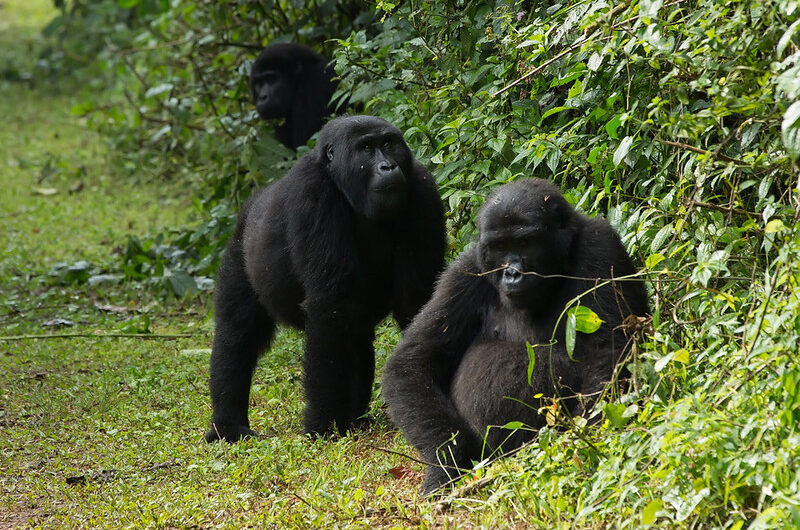 Mubare Gorilla Family Group