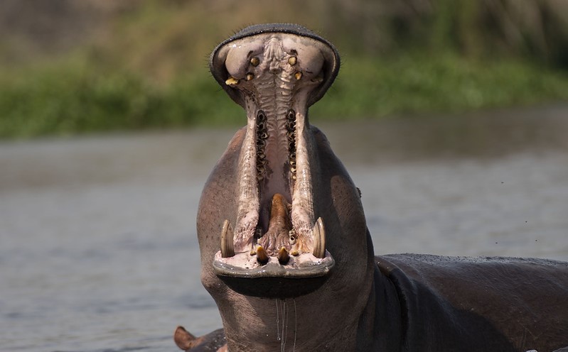 Murchison Falls National Park