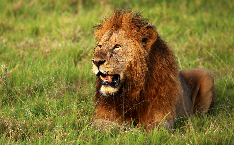 Ngorongoro Crater Safari Tanzania, Ngorongoro Conservation Area