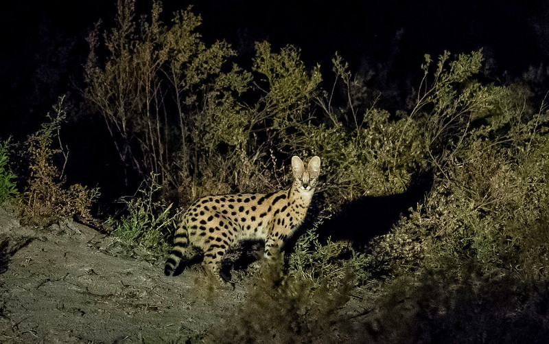 Night game drive safaris in Lake Mburo National Park