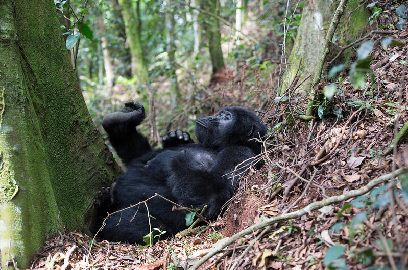 Nkuringo Gorilla Group