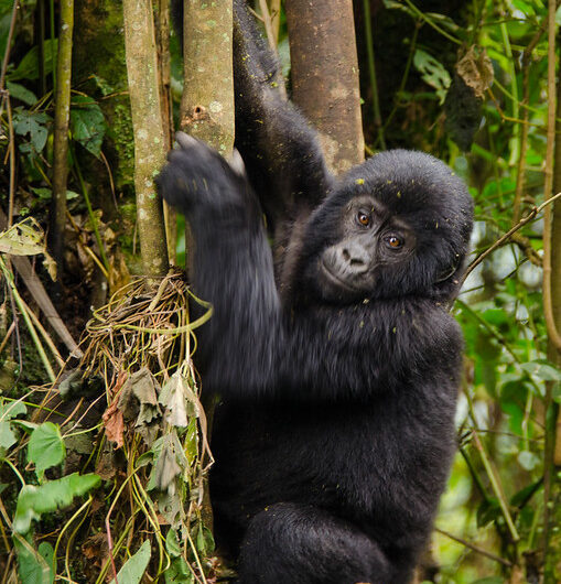 Nkuringo Gorilla Trek Uganda Tours, The Nkuringo Gorilla Family Trail.