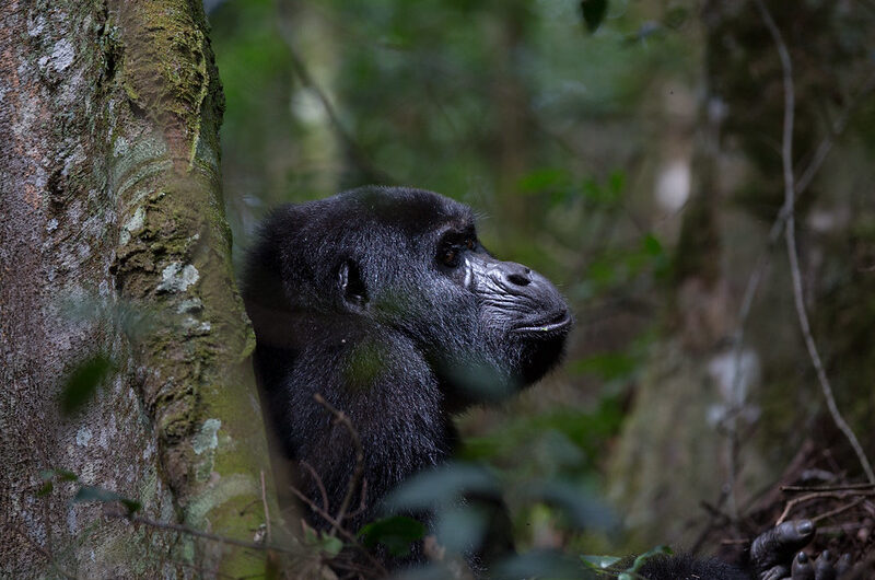 Nkuringo Sector Region of Bwindi