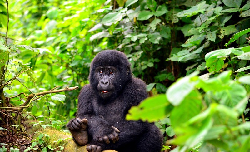 Nshongi Gorilla Group