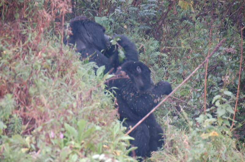 Nyakagezi Gorilla Family – The Only Gorilla Group in Mgahinga - Gorilla Families in Mgahinga Gorilla National Park.