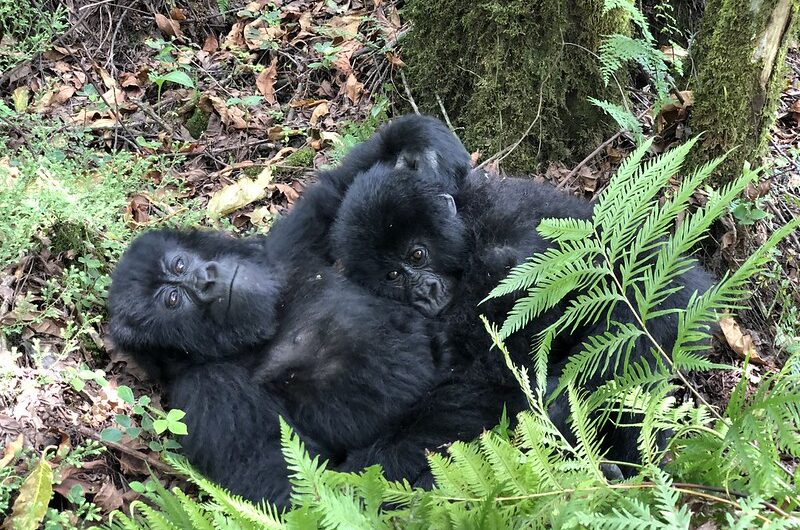 Nyakagezi Gorilla Group