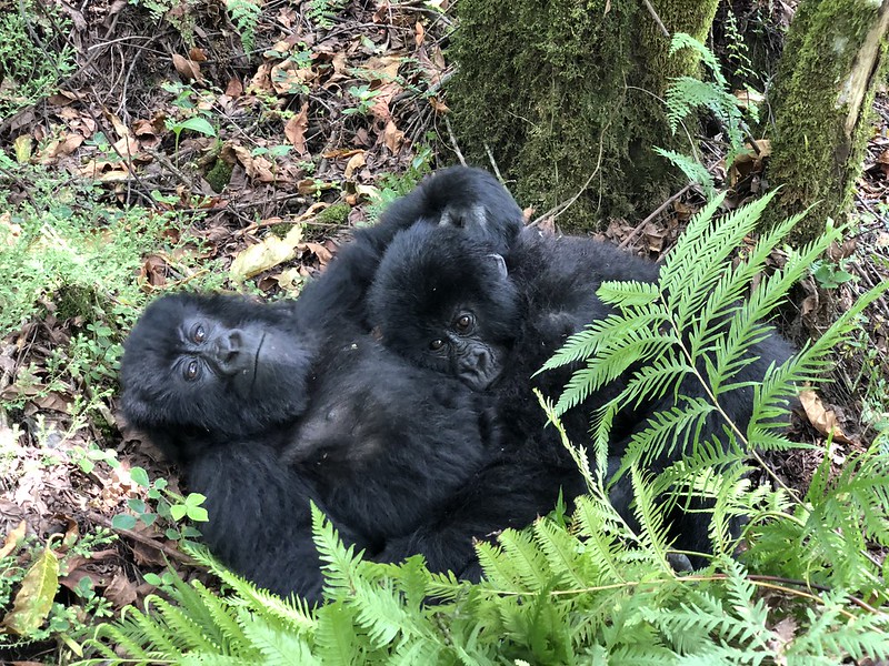 Nyakagezi Gorilla Group