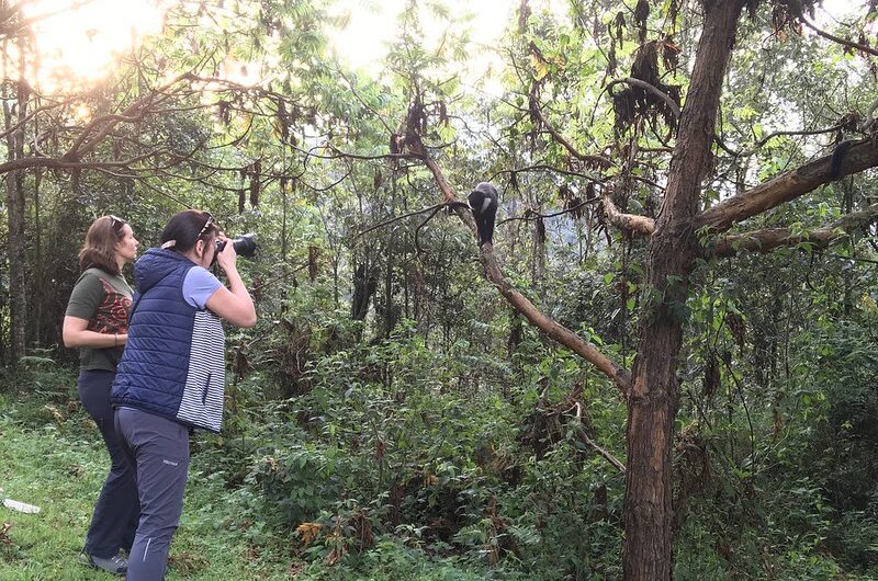 Nyungwe Forest National Park Rwanda ,Canopy Walk & Primates