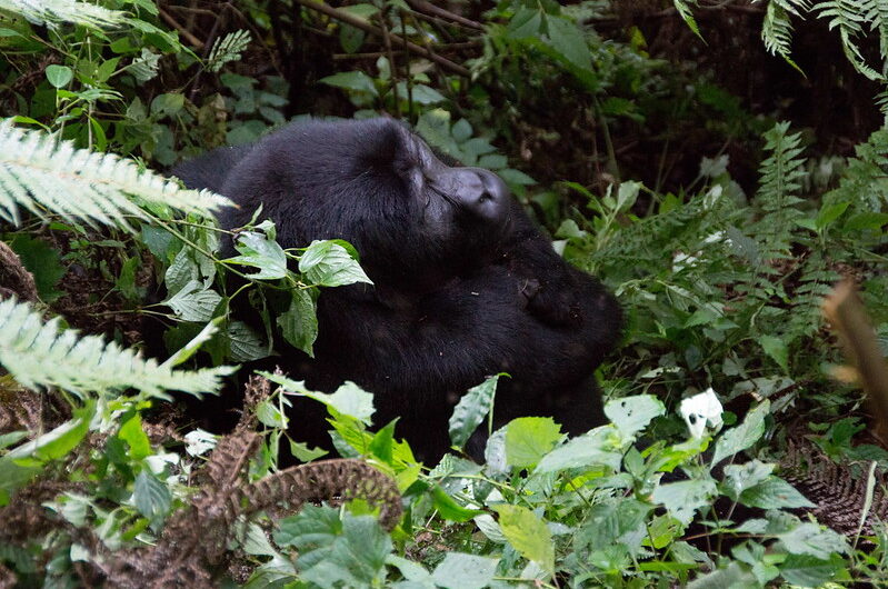 Oruzogo Gorilla Family