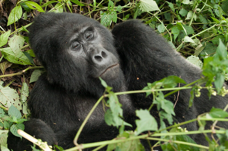 Ruhondeza, Oldest Gorilla in Bwindi Laid to Rest