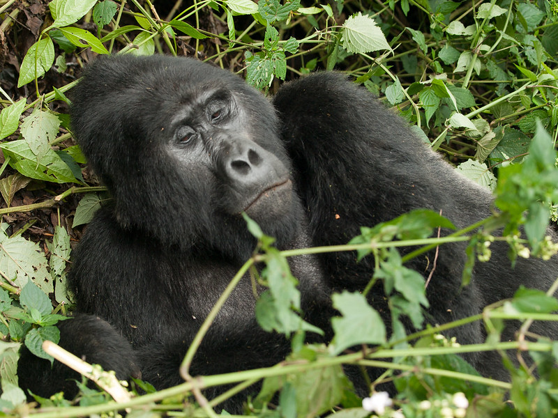 Ruhondeza, Oldest Gorilla in Bwindi Laid to Rest