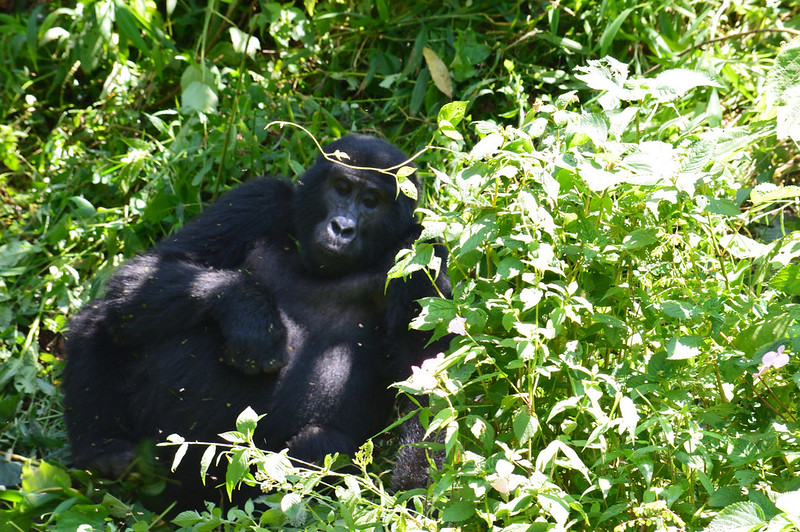 Rushegura Gorilla Group