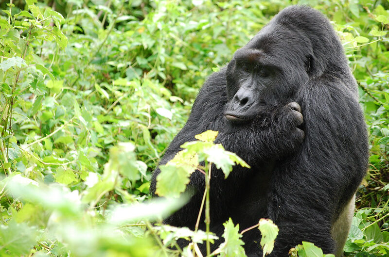 Rushegura Group Gorillas, Uganda Safari Tours