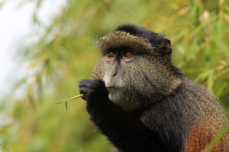 Rwanda Golden Monkey Treks, Safari Holidays in Volcanoes National Park