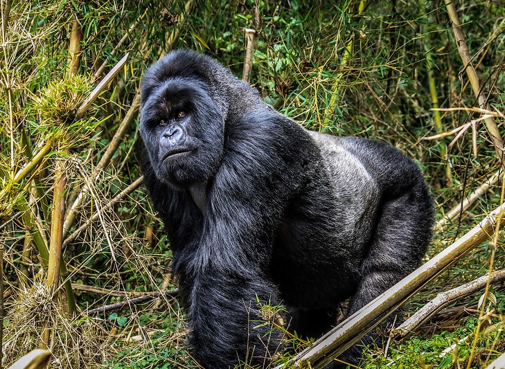 Rwanda Gorilla Permit in 2025,Discount to $1500, Booking, Cost & Availability