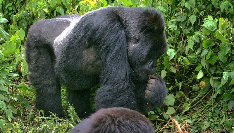 Rwanda Gorilla Permits