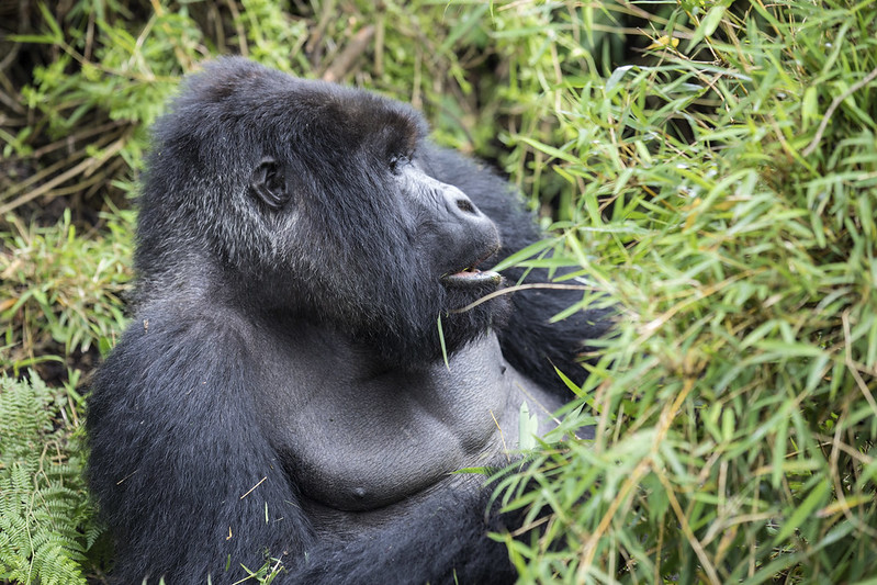 Rwanda Gorilla Trekking Safaris 2025, Cost, Safari Companies & Packages.