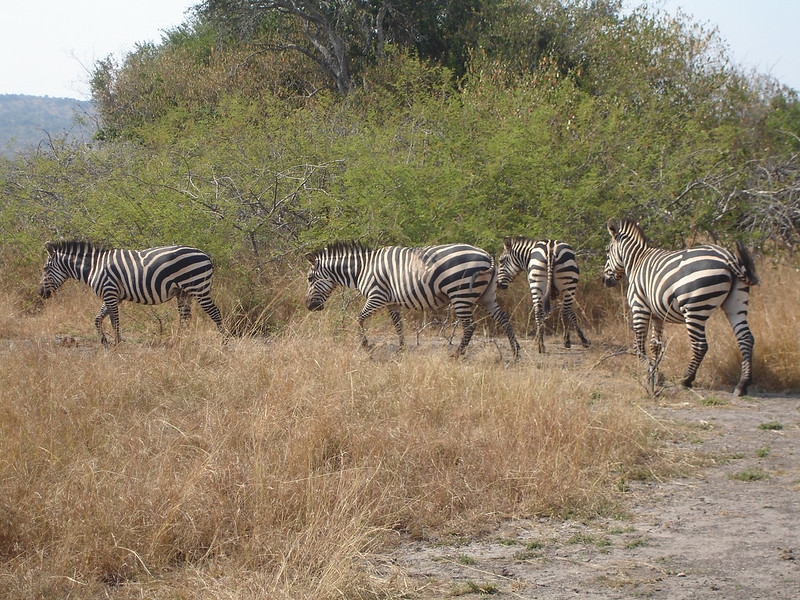 Rwanda Safari Cost, Day By Day Prices, Tours for 2025.