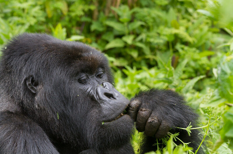 Sabyinyo Gorilla Group