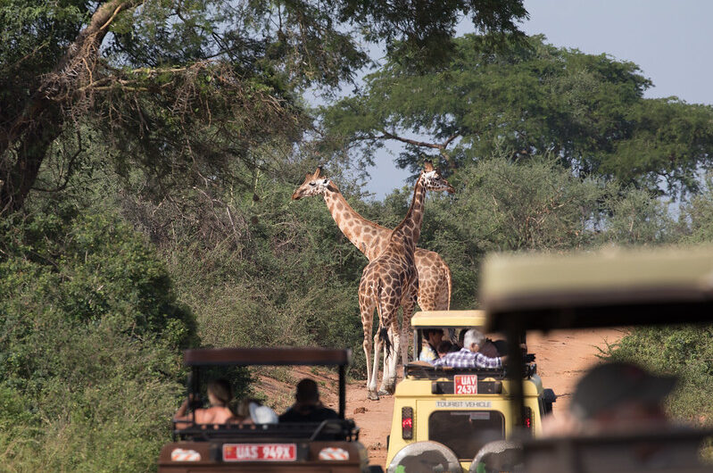 Safari Activities at Murchison Falls National Park