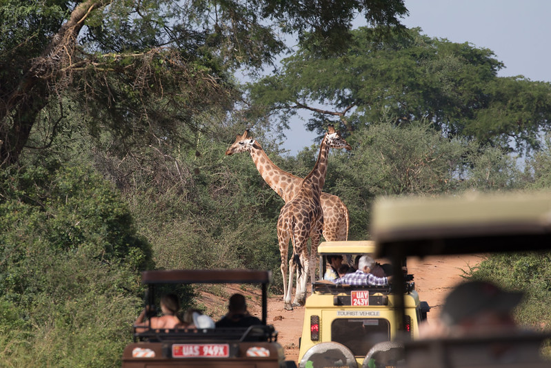 Safari Activities at Murchison Falls National Park