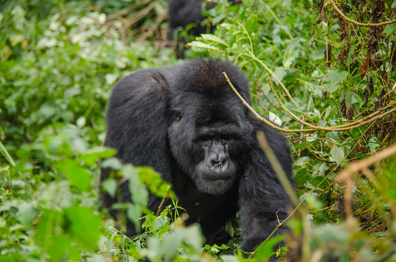 The Best Time For Gorilla Trekking